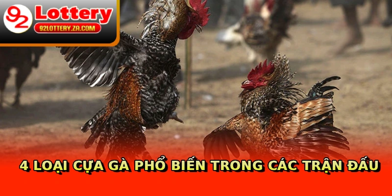4 loại cựa gà phổ biến trong các trận đấu