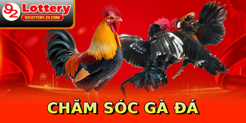 Chăm sóc gà đá
