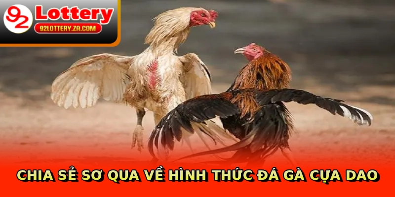 Chia sẻ sơ qua về hình thức đá gà cựa dao