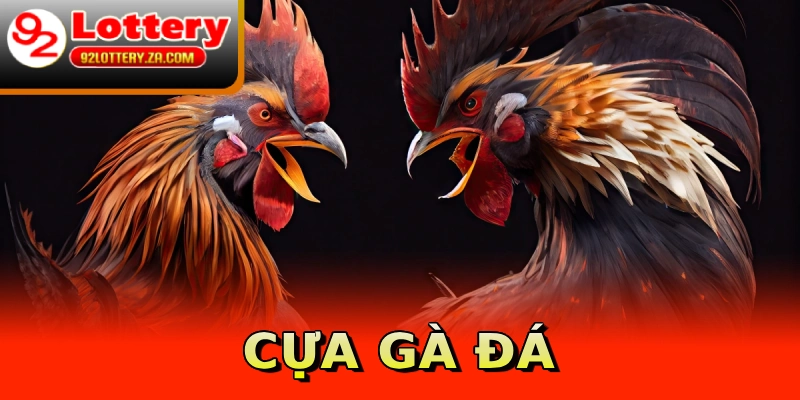 Cựa gà đá