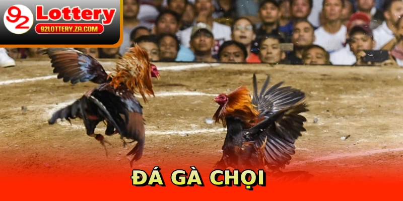 Đá gà chọi