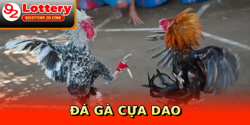Đá gà cựa dao