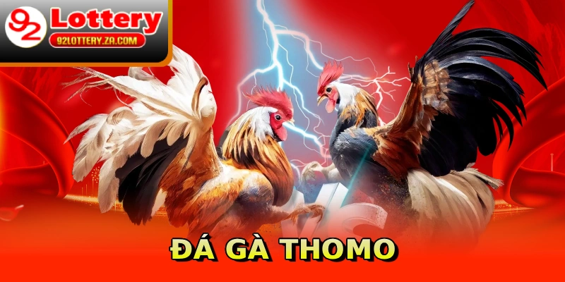 Đá gà Thomo