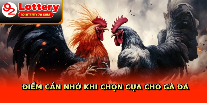 Điểm cần nhớ khi chọn cựa cho gà đá