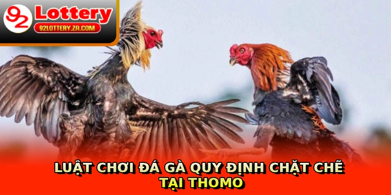Luật chơi đá gà quy định chặt chẽ tại Thomo