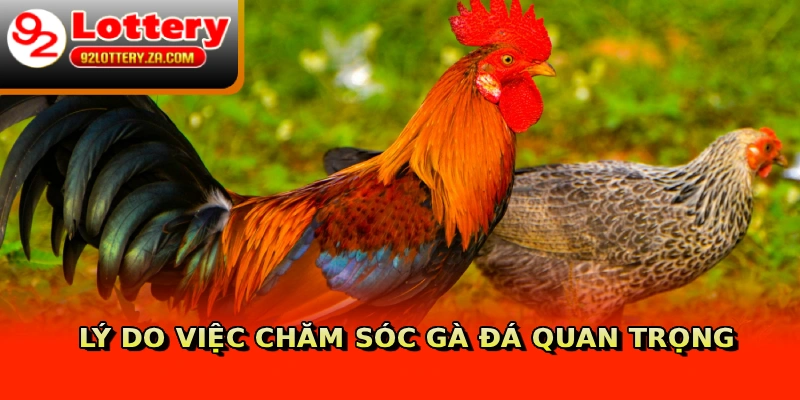Lý do việc chăm sóc gà đá quan trọng