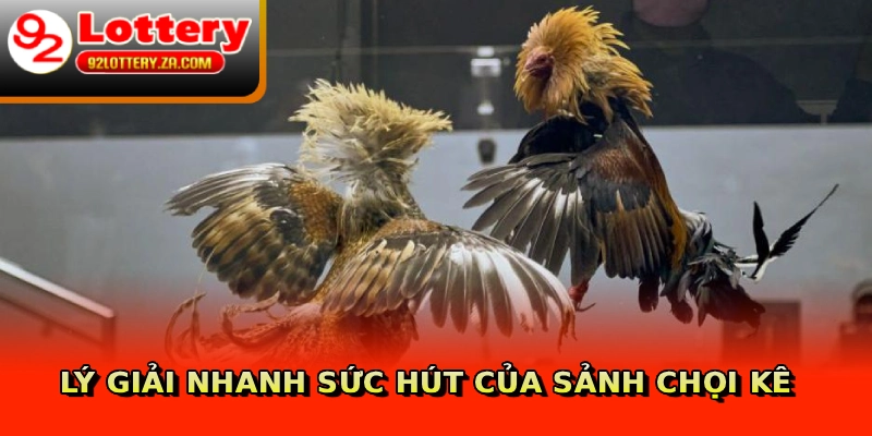 Lý giải nhanh sức hút của sảnh chọi kê