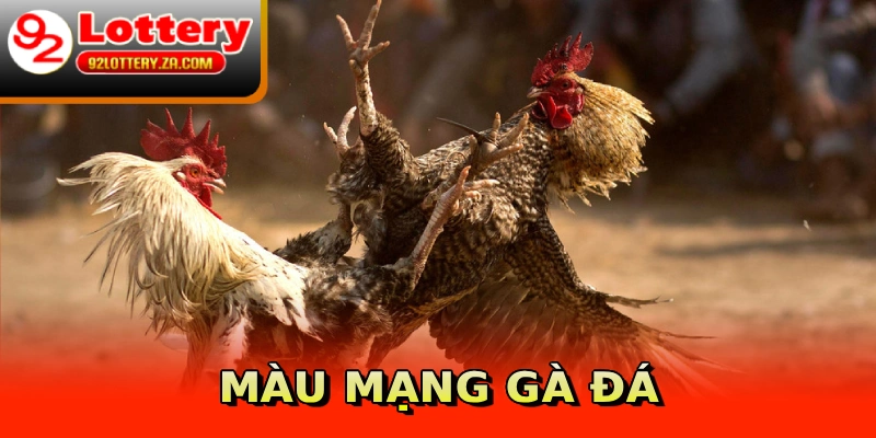 Màu mạng gà đá