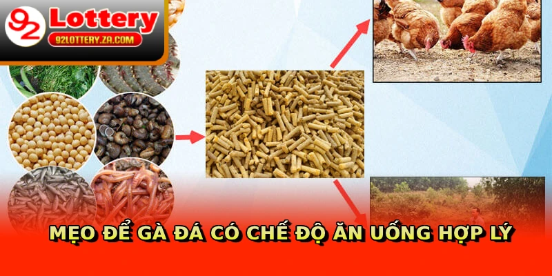 Mẹo để gà đá có chế độ ăn uống hợp lý
