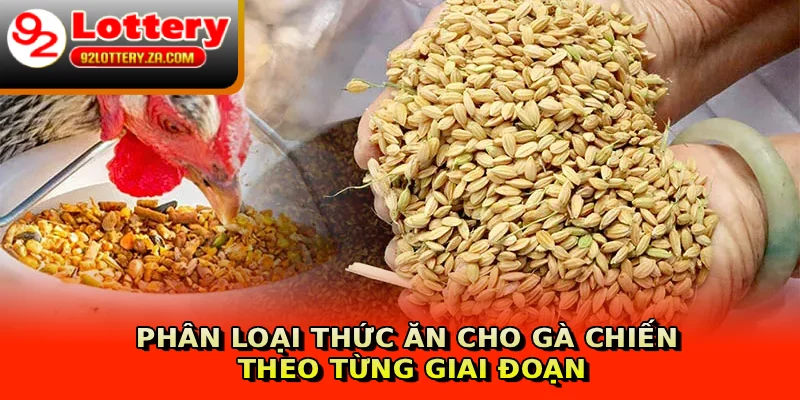 Phân loại thức ăn cho gà chiến theo từng giai đoạn