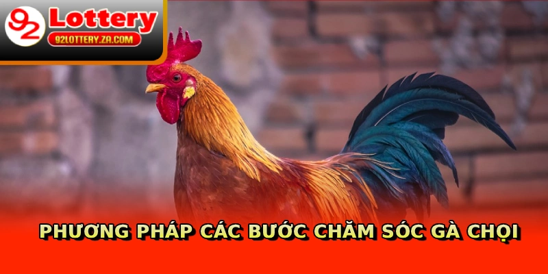 Phương pháp các bước chăm sóc gà chọi