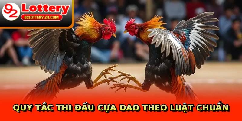 Quy tắc thi đấu cựa dao theo luật chuẩn