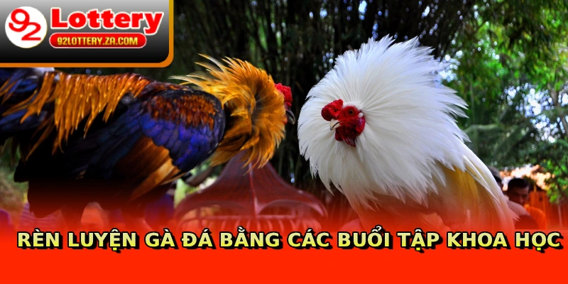Rèn luyện gà đá bằng các buổi tập khoa học