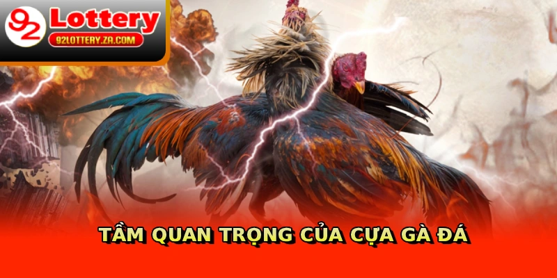 Tầm quan trọng của cựa gà đá